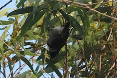 Melithreptus affinis