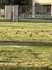 Sturnus vulgaris