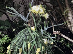 Selenicereus costaricensis