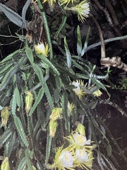 Selenicereus costaricensis