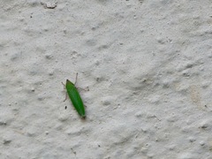 Draeculacephala soluta