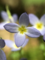 Houstonia serpyllifolia