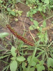 Paspalum fimbriatum