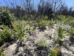 Cryptantha hispidissima