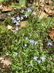 Houstonia serpyllifolia
