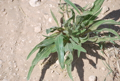 Echinacea angustifolia