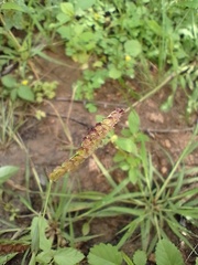 Paspalum fimbriatum