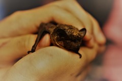 Vespertilio sinensis