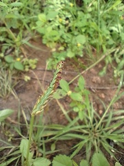 Paspalum fimbriatum