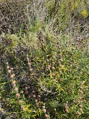 Salvia brandegeei