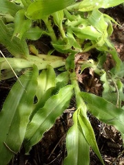 Paspalum fimbriatum