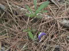 Viola brittoniana