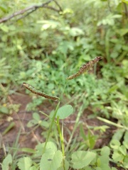Paspalum fimbriatum