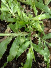Paspalum fimbriatum