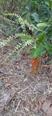 Lepidium bonariense