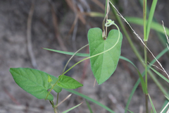 Ipomoea plebeia