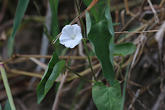 Ipomoea plebeia
