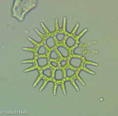 Lacunastrum gracillimum