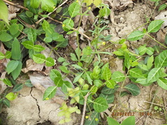 Ranunculus micranthus