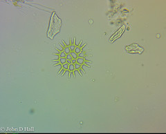 Lacunastrum gracillimum