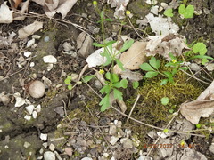 Ranunculus micranthus