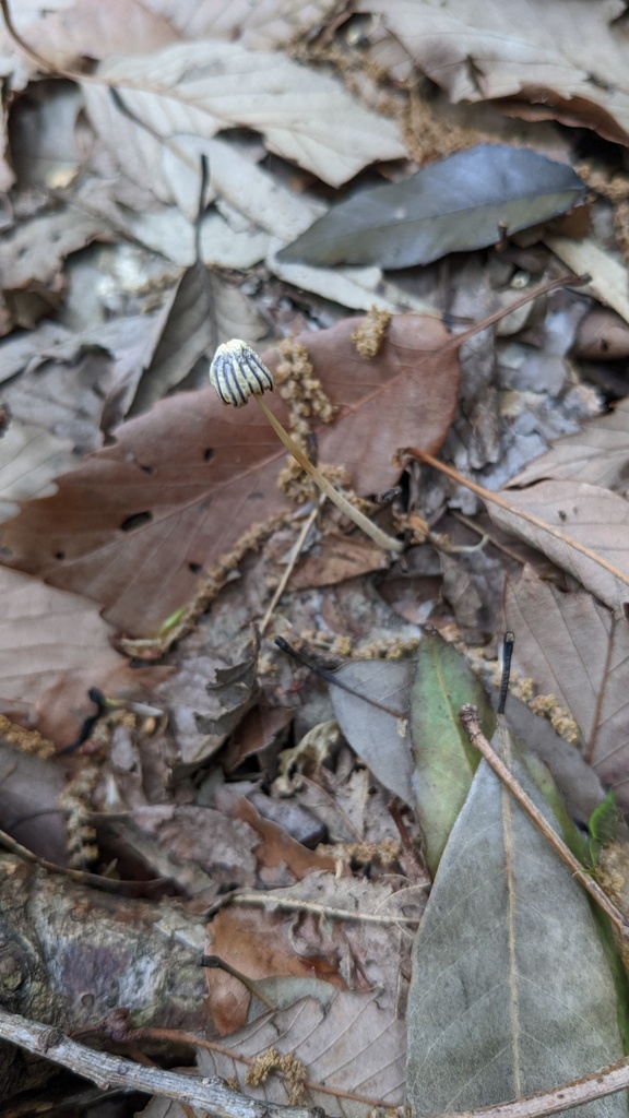 Marasmius purpureostriatus · May 2022 · photo: © atsushi_nakajima_cirque (iNaturalist, cc-by)