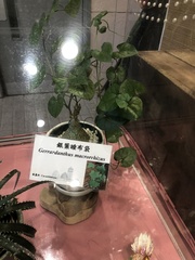 Gerrardanthus macrorhizus