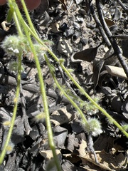 Cryptantha hispidissima