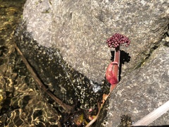 Darmera peltata