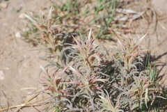 Castilleja sessiliflora