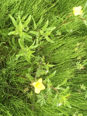 Oenothera laciniata