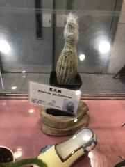 Mammillaria guelzowiana
