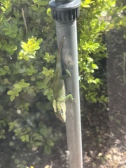 Anolis carolinensis