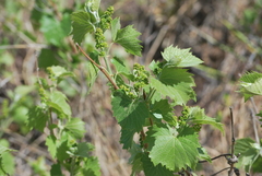 Vitis acerifolia