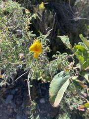 Adesmia miraflorensis