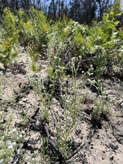 Cryptantha hispidissima