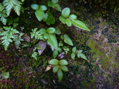 Asplenium macrosorum