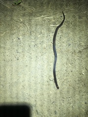Atractus dunni