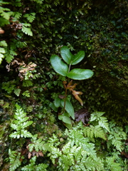 Asplenium macrosorum