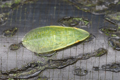 Petalocephala