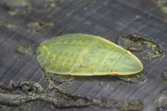 Petalocephala