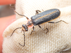 Podabrus brevicollis