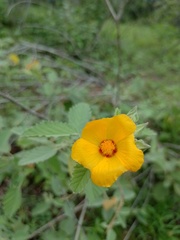 Sida galheirensis