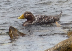 Tachyeres brachypterus