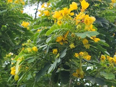 Senna surattensis