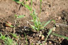 Tragus berteronianus