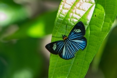 Pythonides lancea