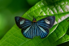 Pythonides lancea