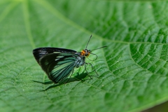 Pythonides lancea