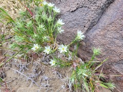 Eremogone franklinii
